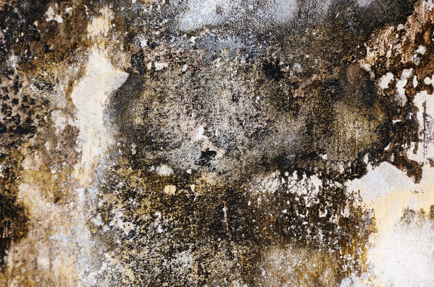 Typical Black Mould